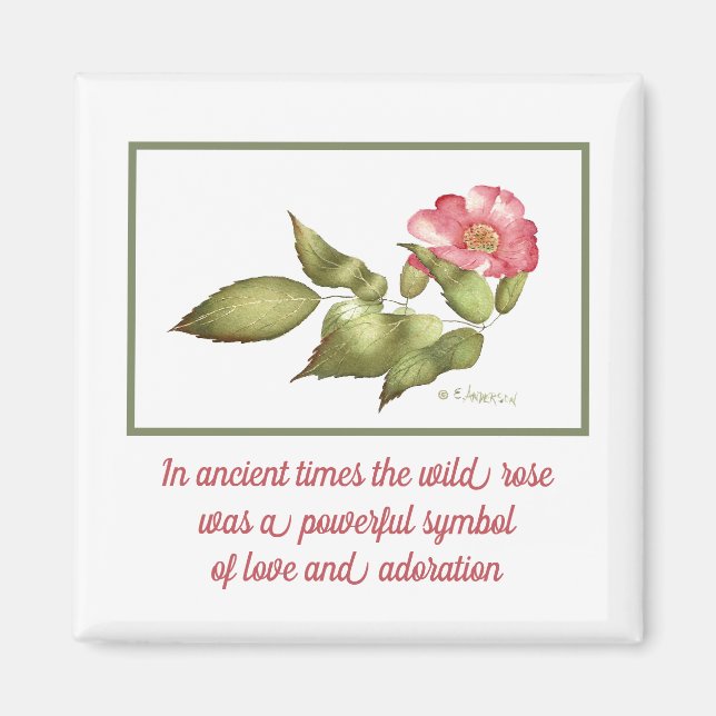 Symbol für die Blume der Rose in Rosa Magnet (Vorne)