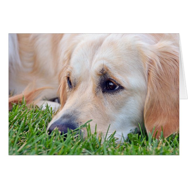 Sympathie de perte de animal de compagnie Golden R (Devant horizontal)