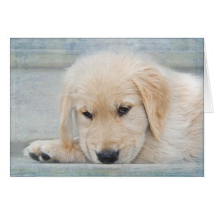 Sympathie de perte de animal de compagnie Golden R