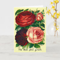 Sympathieausweis Die Rose wächst noch jenseits der