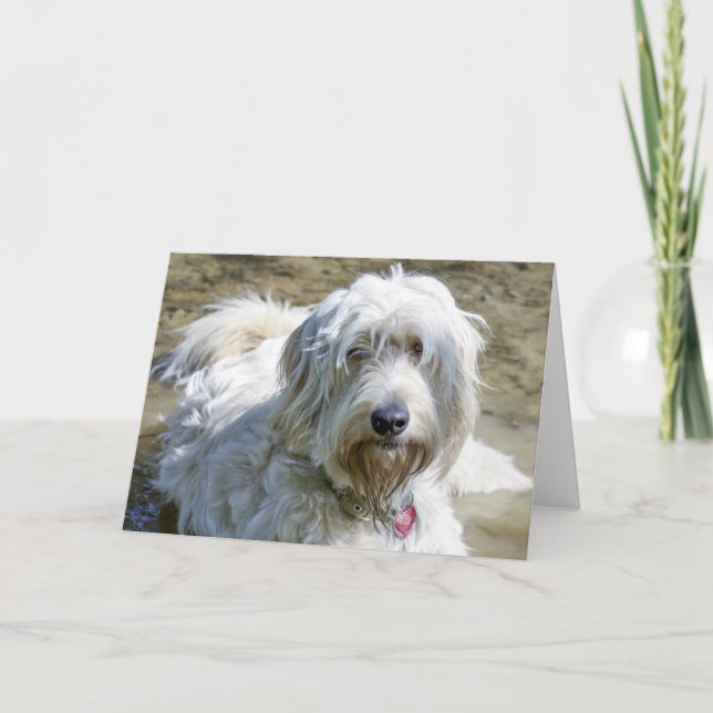 Sympathische Hunde helfen, die Schmerz über Karte (Vorderseite)