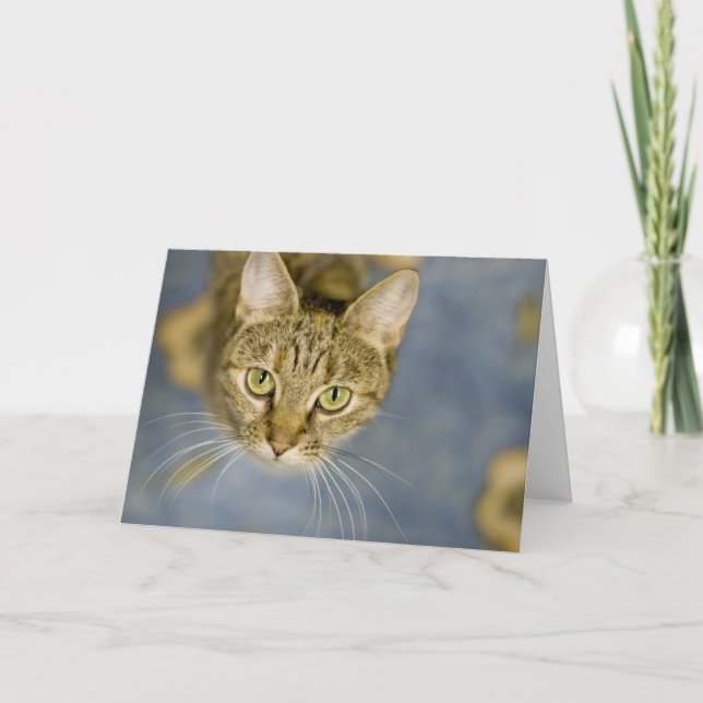 Sympathische Katzen helfen, die Schmerz über Karte (Vorderseite)