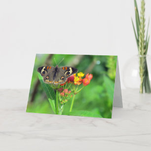 Sympathy Card (Common Buckeye 2470) Karte