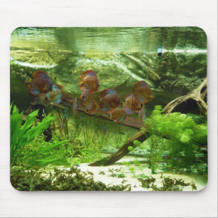 Symphysodon Behälter mit Tetras Fischen Mousepad
