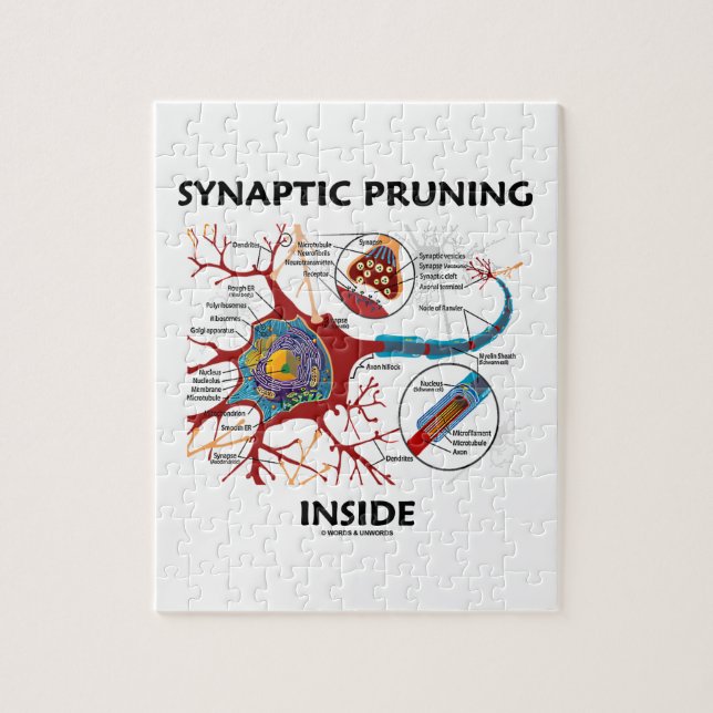 Synaptisches Beschneiden in Neuron Synapse Neurolo (Vertikal)