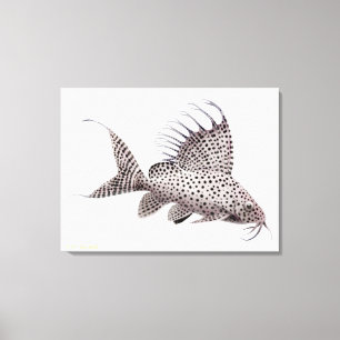 Synodontis Eupterus Catfish Wrapped Canvas Leinwanddruck