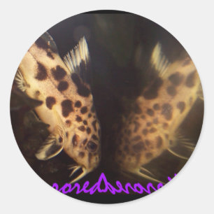 Synodontis Wels widergespiegelter Aufkleber