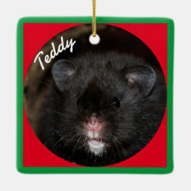 Syrian Pet Hamster - Standard Hamster - Black Bar