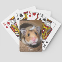 Syrian Pet Hamster - Standard Hamster - Teddy Bear
