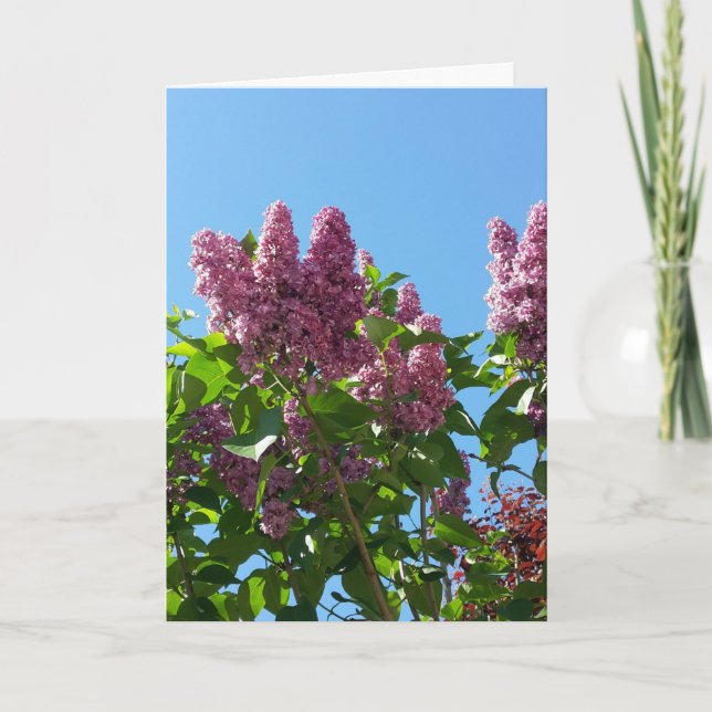 Syringa, Lilac-Blume Karte (Vorderseite)