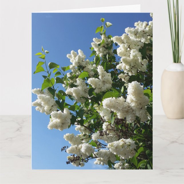 Syringa, Weiße Lilac-Blume Karte (Vorderseite)