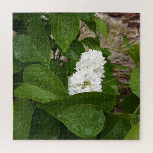 Syringa, White Lilac-Blume mit Raindrops
