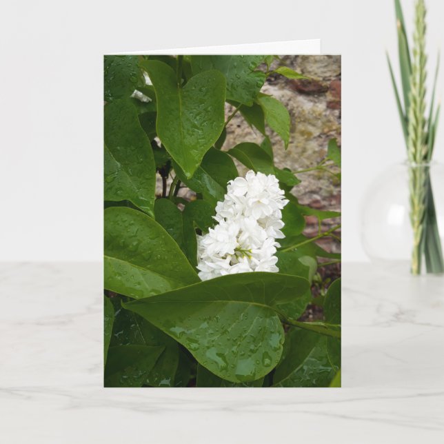Syringa, White Lilac Blume mit Raindrops Karte (Vorderseite)