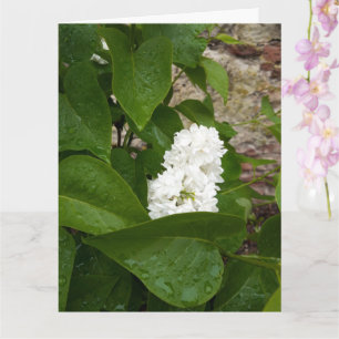 Syringa, White Lilac-Blume mit Raindrops Karte