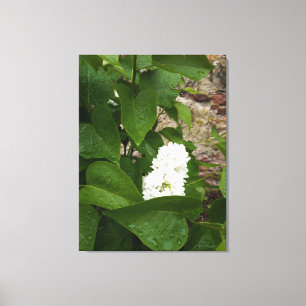 Syringa, White Lilac-Blume mit Raindrops Leinwanddruck