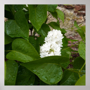 Syringa, White Lilac-Blume mit Raindrops Poster