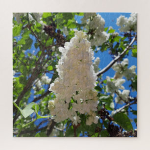 Syringa, White Lilac Blume Tree