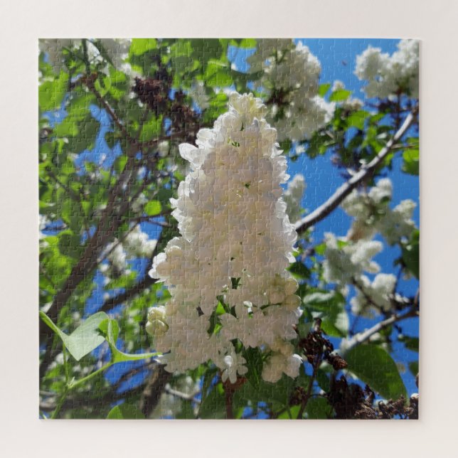 Syringa, White Lilac Blume Tree (Vertikal)