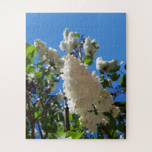 Syringa, White Lilac Blume Tree