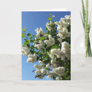 Syringa, White Lilac Blume Tree Karte