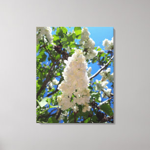 Syringa, White Lilac Blume Tree Leinwanddruck