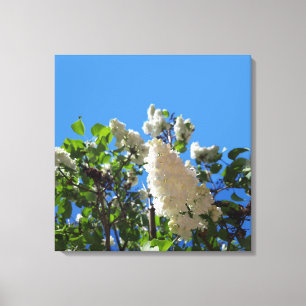 Syringa, White Lilac Blume Tree Leinwanddruck