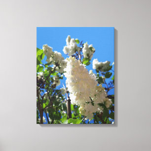 Syringa, White Lilac Blume Tree Leinwanddruck