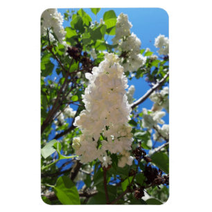 Syringa, White Lilac Blume Tree Magnet