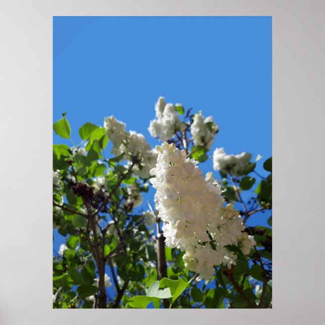 Syringa, White Lilac Blume Tree Poster (Vorne)