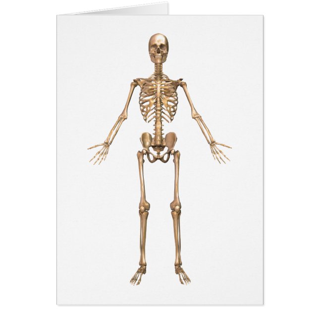 System des menschlichen Skeletts, Vorderansicht (Vorne)
