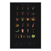 Systema Naturae Glossy Poster