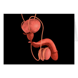 Système de reproduction chez les hommes humains 1