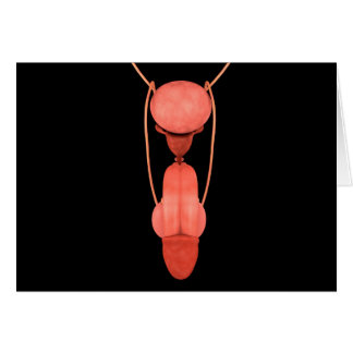 Système de reproduction chez les hommes humains 5