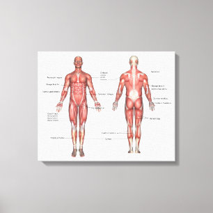 Système musculaire humain étiqueté toile