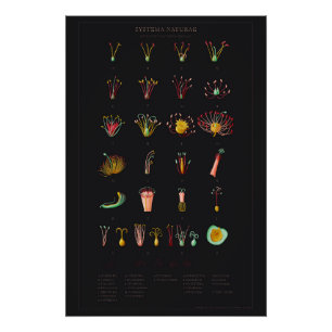 Système Naturae Poster brillant