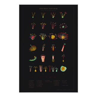 Système Naturae Poster brillant