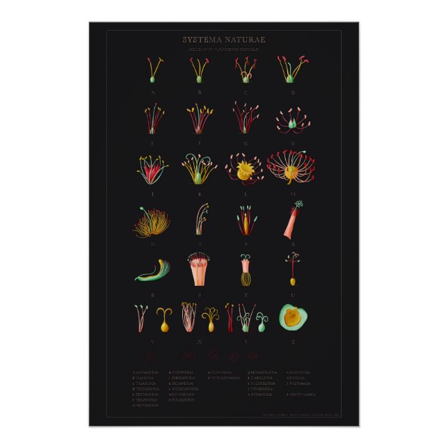 Système Naturae Poster brillant (Devant)