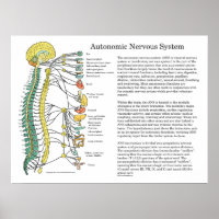 Système nerveux autonome ANS Poster