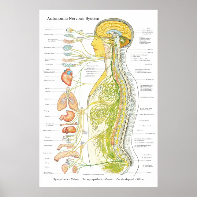 Système nerveux autonome Chiropratique ANS Poster (Devant)