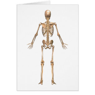 Système Skeletal humain, Vue arrière