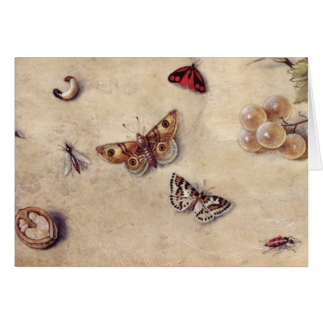 T31566 eine Studie der verschiedenen Insekten, der (Vorderseite (Horizontal))