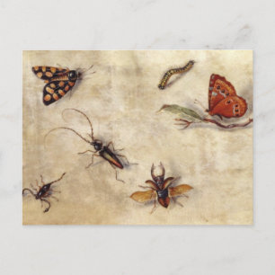 T31567 A Study of Various Insects, Fruit and Anima Postkarte
