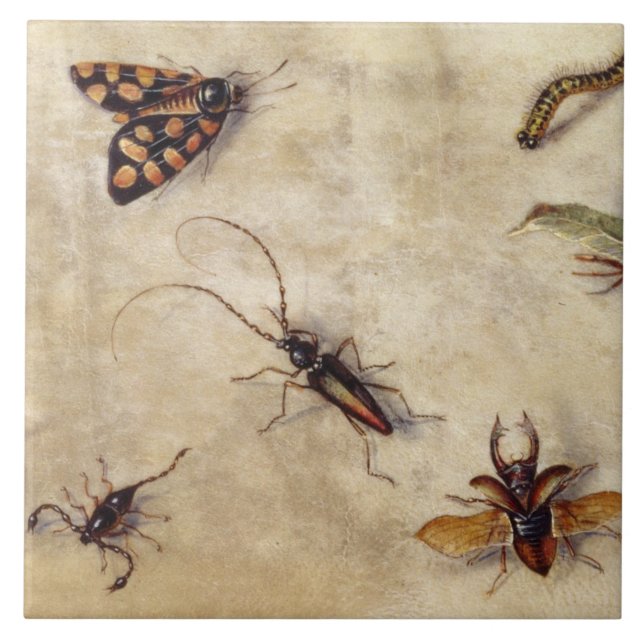 T31567 eine Studie der verschiedenen Insekten, der Fliese (Vorderseite)
