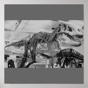 T-Rex Skeleton B+W Poster