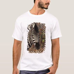 T-shirt Afrique, Afrique du Sud, Kruger NP portrait de zèb