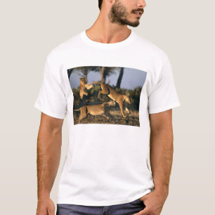 T-shirt Afrique, Botswana, Parc national de Chobe, Lioness