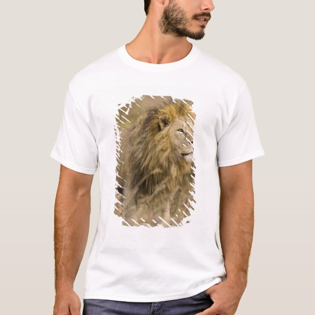T-shirt Afrique. Tanzanie. Lion mâle à Ngorongoro (Devant)