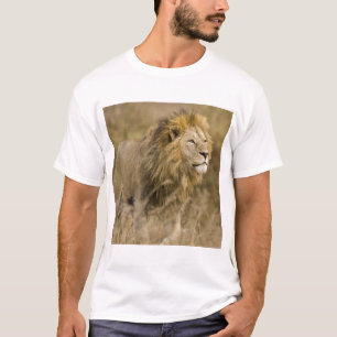 T-shirt Afrique. Tanzanie. Lion mâle à Ngorongoro