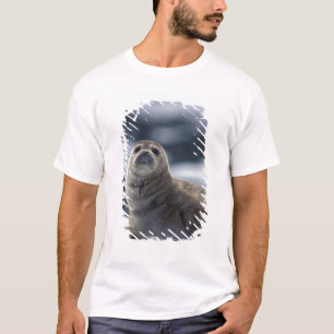 T-shirt Alaska, région sud-est Phoque commun sur glace