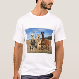 T - Shirt - Alpacas Phaethon, Barley & Marvin